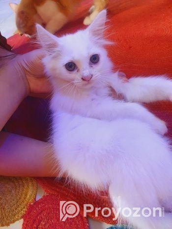 Persian Cat (male & Female)