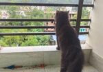 Traditional Persian Adult Male Cat