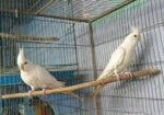 এলভিনো ককাটেইল
