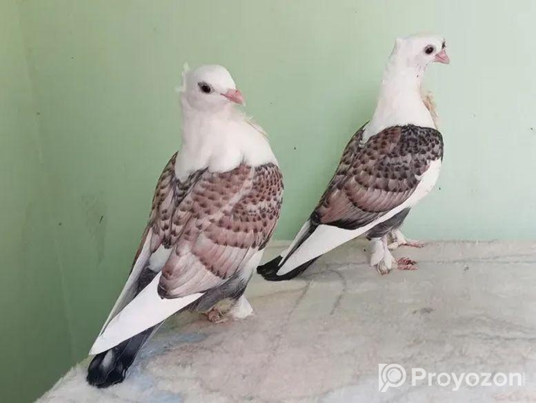ঝর্না সার্টিন বাচ্চা