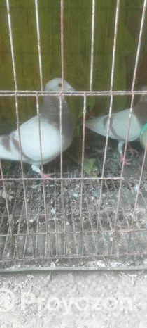 মিলি রেছার