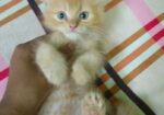Persian Kitten