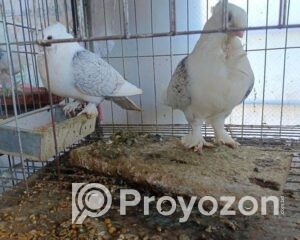 fitted-58_2025-10-01_11-53-39