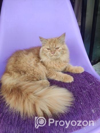 Persian Female