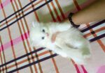 Persian Kitten