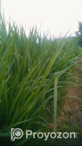 নরম ঘাস বিক্রি