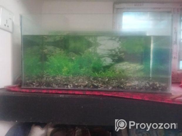 Aquarium 2 Fit