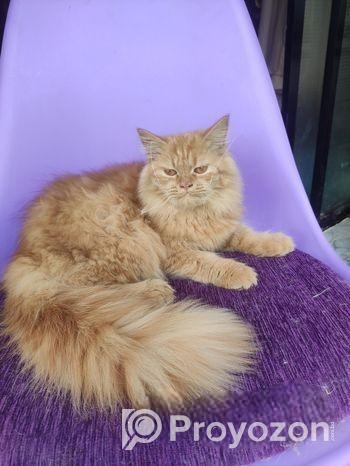 Persian Female