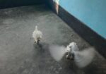 আমার এই একজোড়া লক্ষা কবুতর বিক্রি করব