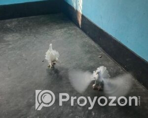 fitted-59_2025-10-29_11-27-10