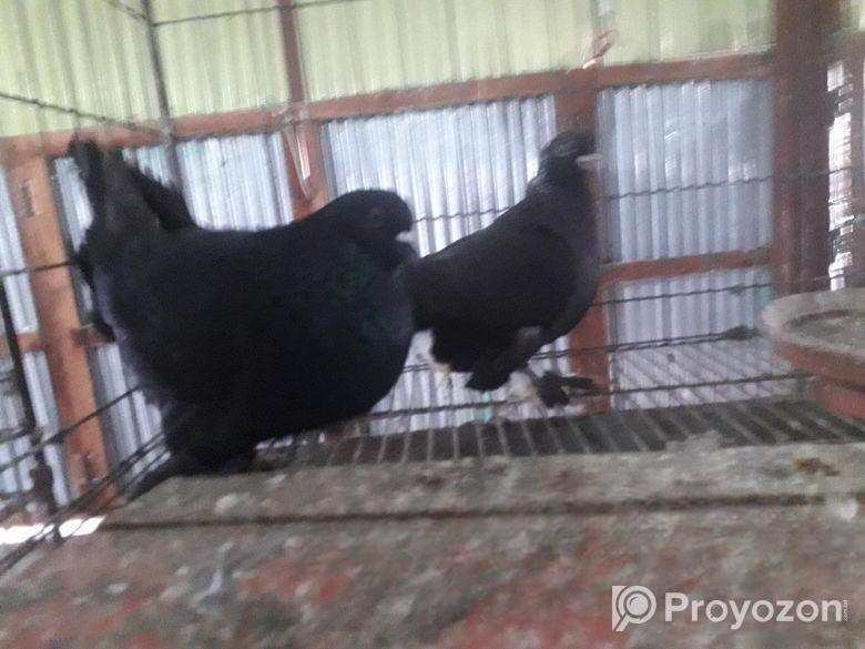 রোমাগনল কবুতর বিক্রি