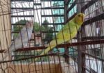 বাজরিগা পাখি……..