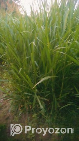 নরম ঘাস বিক্রি