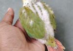 সিঙ্গেল রেড ফ্যাকটর পাইনাপেল কনুর বেবি