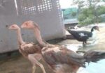 আসিল মুরগী বাচ্চা বিক্রি করা হবে।