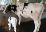 ৫১১নং নিঃসন্ধেহে গাভী কিনুন পোষার জন্য।