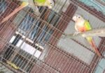 Bird For Sell