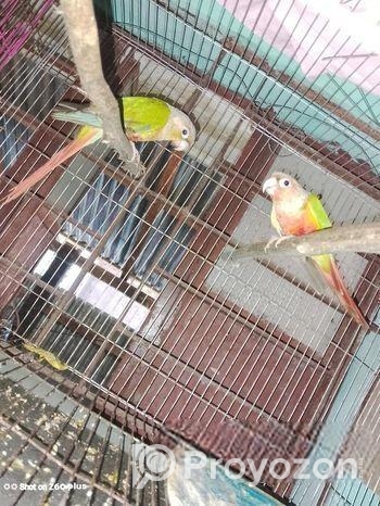 Bird For Sell