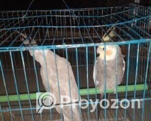 fitted-61_2025-10-08_11-34-29