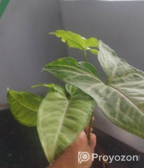 সাদা ঘরের ভিতরে লাগানো ছোট কচু গাছ
