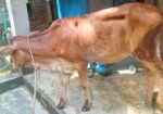 শাহিয়াল বকনা