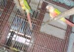 Bird For Sell