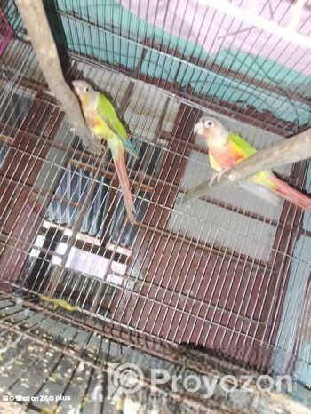 Bird For Sell