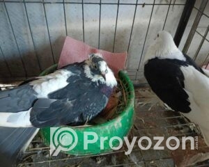 fitted-62_2025-10-01_12-06-19