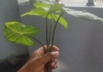 সাদা ঘরের ভিতরে লাগানো ছোট কচু গাছ