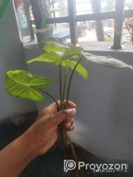 সাদা ঘরের ভিতরে লাগানো ছোট কচু গাছ