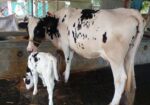 ৫১১নং নিঃসন্ধেহে গাভী কিনুন পোষার জন্য।