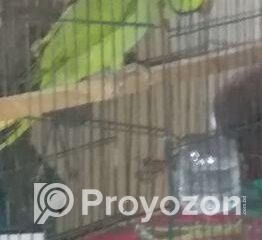 fitted-63_2025-10-08_11-38-03