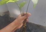 সাদা ঘরের ভিতরে লাগানো ছোট কচু গাছ