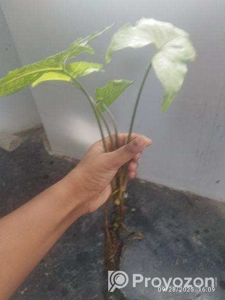 সাদা ঘরের ভিতরে লাগানো ছোট কচু গাছ