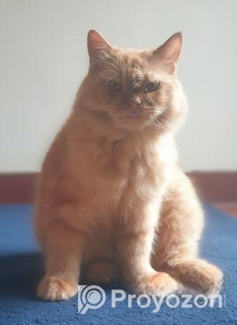 Cat For Sell