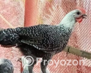 fitted-65_2025-10-01_12-12-46