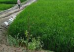 Land For Sell
