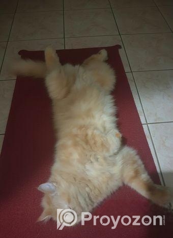 Cat For Sell