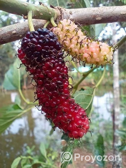 চিংমাই মালবেরি