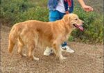 Golden retriever pair