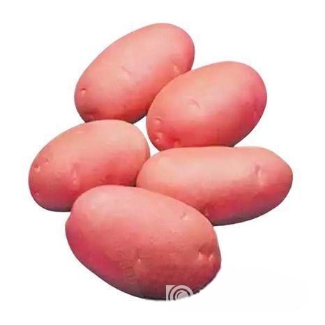 ফ্রেশ লাল আলু