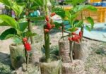 চিংমাই মালবেরি