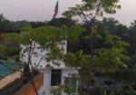 Neem Gach 11 Feet Ar Bikri Hobe