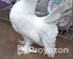 fitted-66_2025-10-30_10-46-16