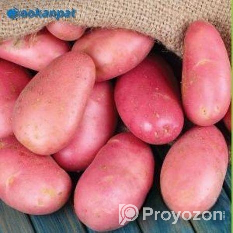 ফ্রেশ লাল আলু