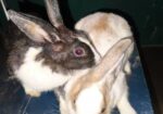 Pregnant 1 Jora Rabit