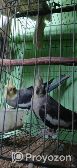 কোকাটেল পাখি