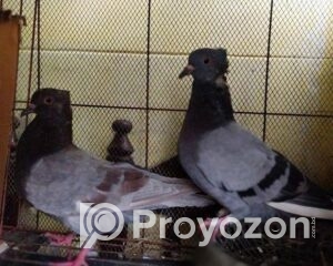 fitted-68_2025-10-08_11-43-54