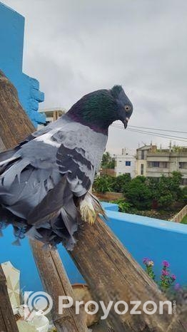 Lakkha Kabutar ( লাক্ষা/নাক্ষা কবুতর)