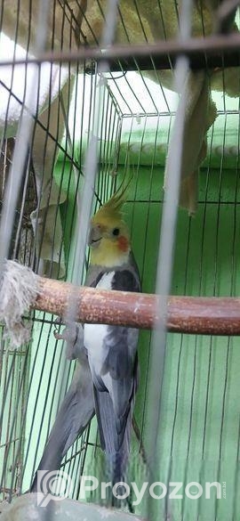 কোকাটেল পাখি